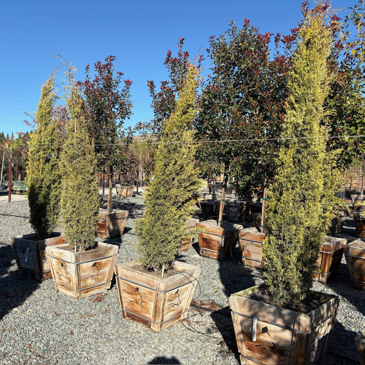 Golden Italian Cypress