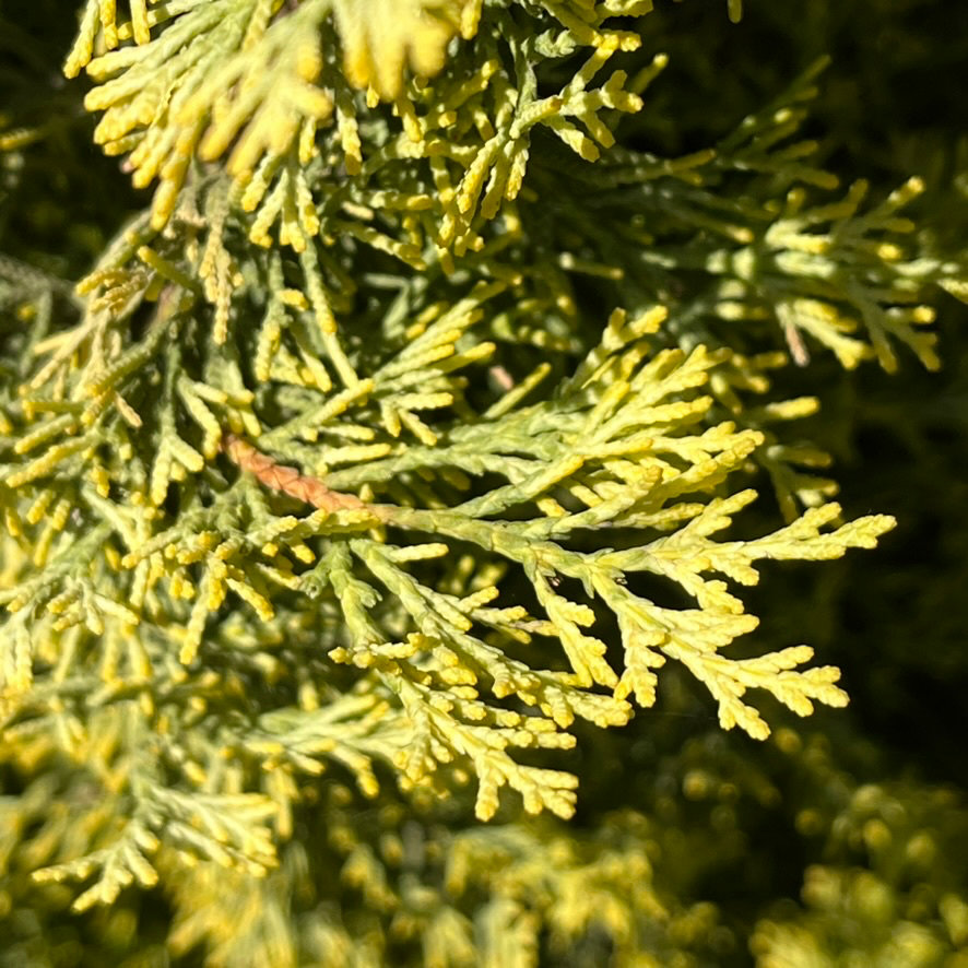 Golden Italian Cypress