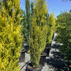 Golden Italian Cypress