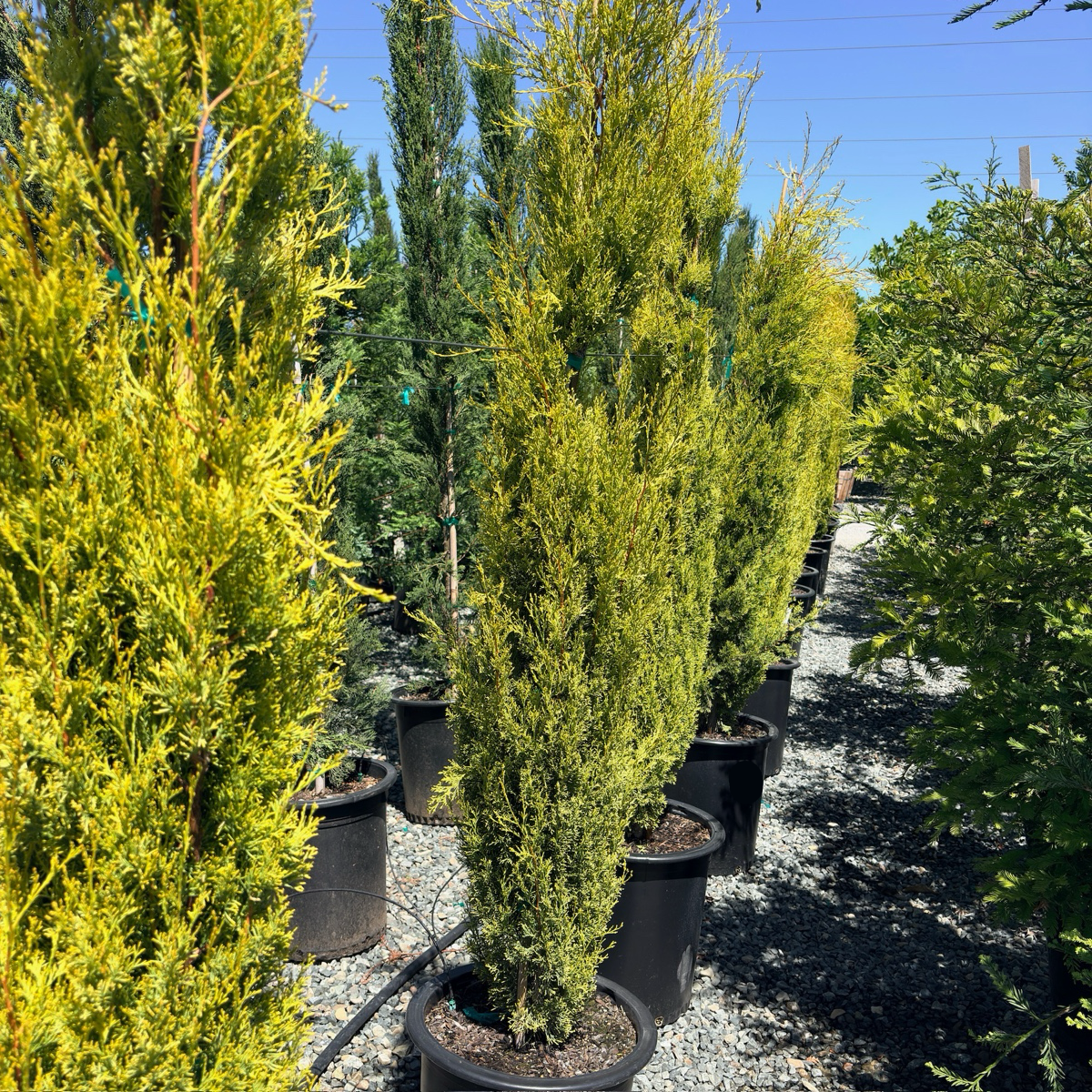 Golden Italian Cypress