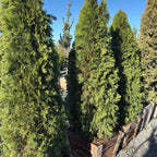 Golden Italian Cypress