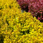 Close-up of Golden Nugget Dwarf Barberry