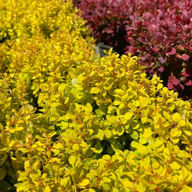 Close-up of Golden Nugget Dwarf Barberry