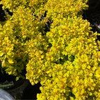 Close-up of Golden Nugget Dwarf Barberry bush with bright yellow flowers