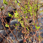 Close-up of Golden Nugget Dwarf Barberry thorny branches with green leaves and berries, blurred background