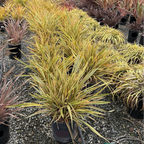 Golden Ray New Zealand Flax