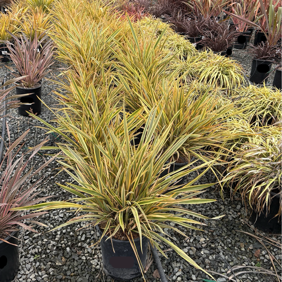 Golden Ray New Zealand Flax