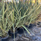 Golden Ray New Zealand Flax