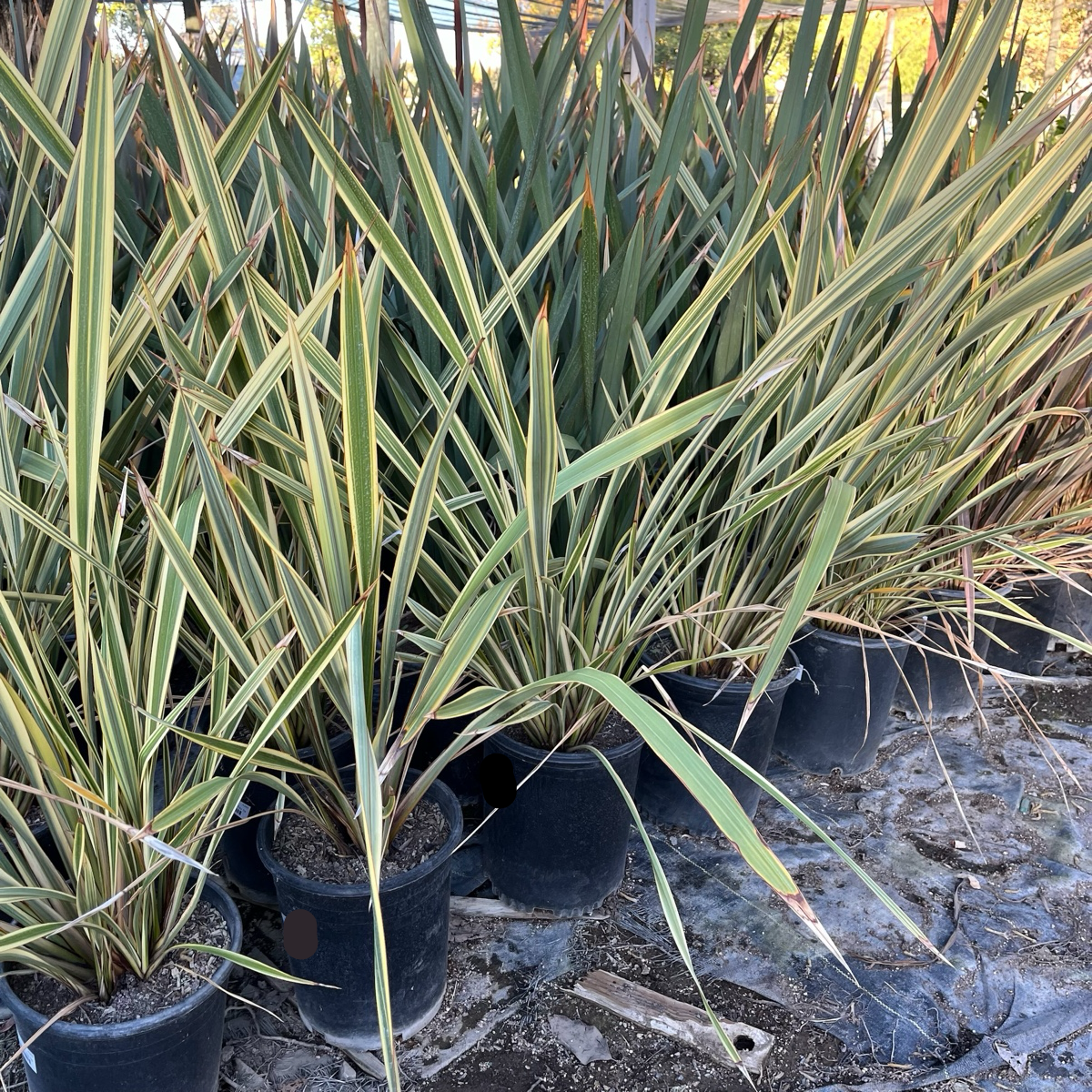 Golden Ray New Zealand Flax