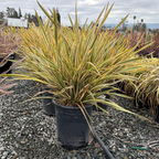 Golden Ray New Zealand Flax