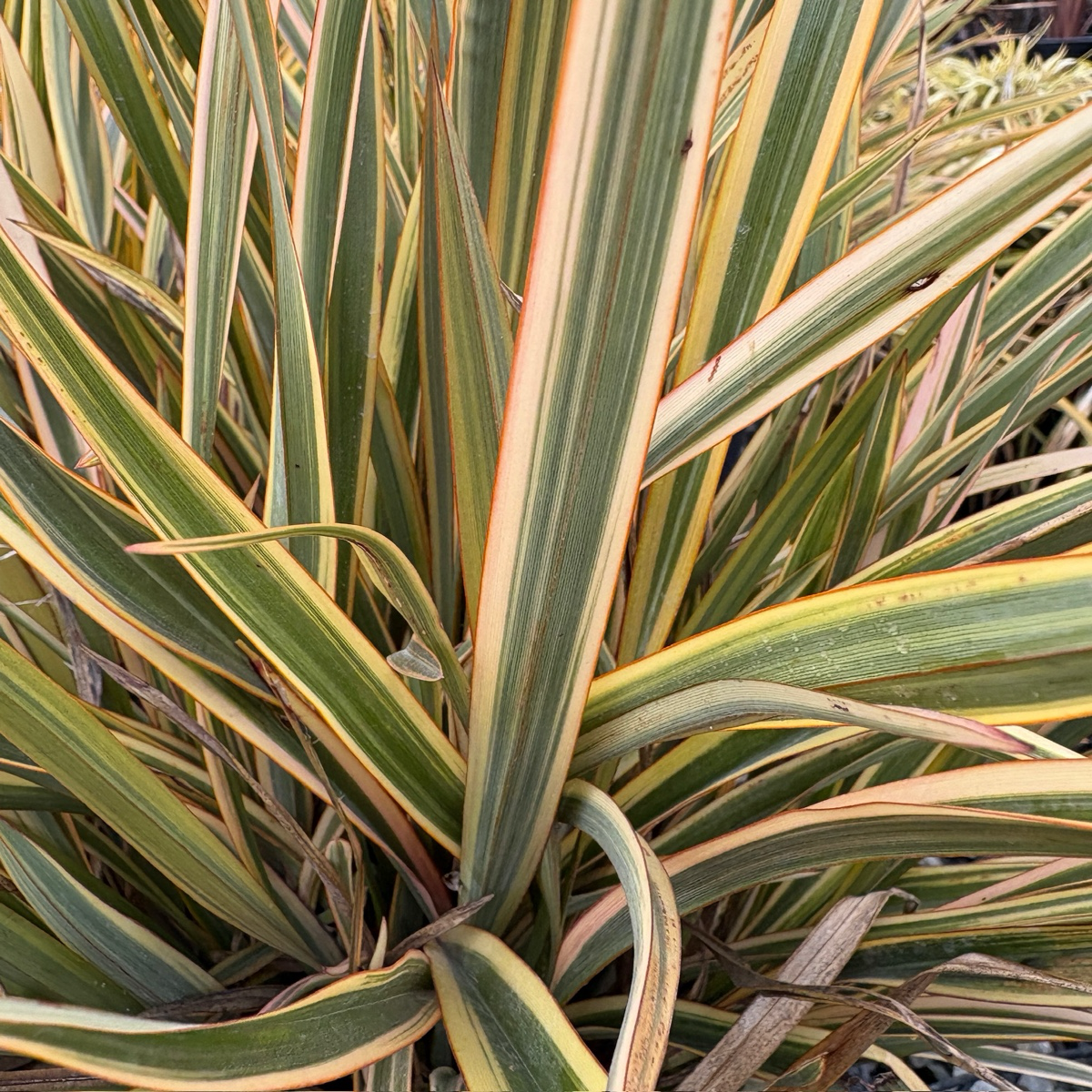 Golden Ray New Zealand Flax