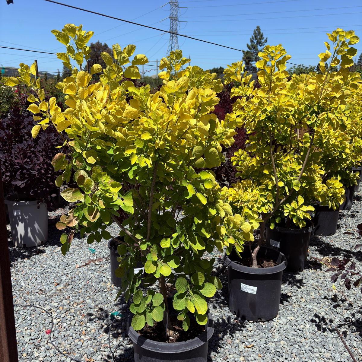 Golden Spirit Smoke Bush