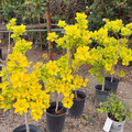 Golden Spirit Smoke Bush