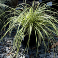 Golden Variegated Japanese Sedge on a bed of small rocks