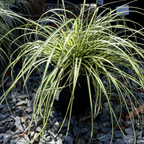Golden Variegated Japanese Sedge on a bed of small rocks
