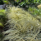Garden scene with Golden Variegated Japanese Sedge