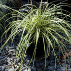 Golden Variegated Japanese Sedge on a bed of small rocks