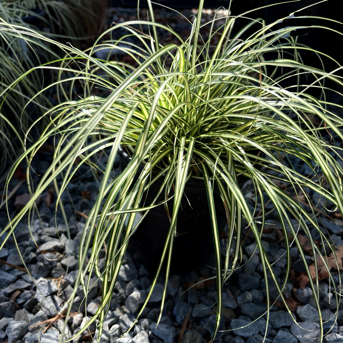 Golden Variegated Japanese Sedge | Evergreen Shade Ground Cover