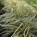 Close-up of Golden Variegated Japanese Sedge with long, thin leaves in a natural setting