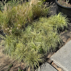 Golden Variegated Japanese Sedge