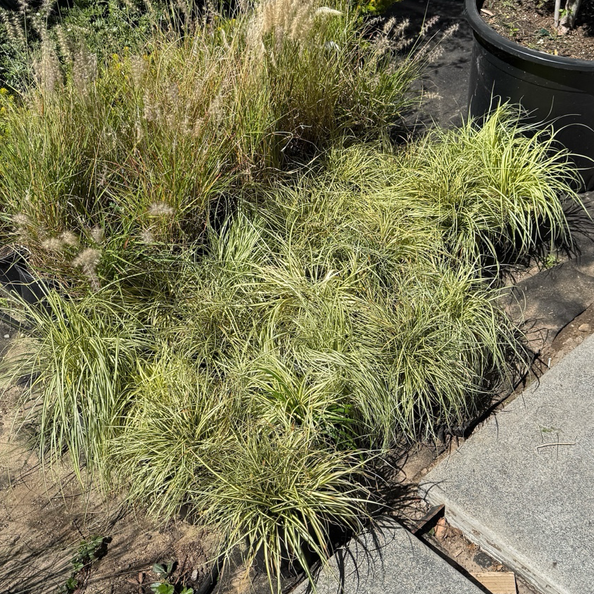 Golden Variegated Japanese Sedge