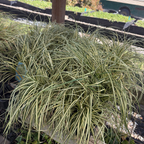 Golden Variegated Japanese Sedge
