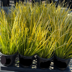 Four Potted Golden Variegated Sweet Flag (Acorus gramineus 'Ogon') with long green leaves on a metal pallet. with yellow-green foliage on a tray.