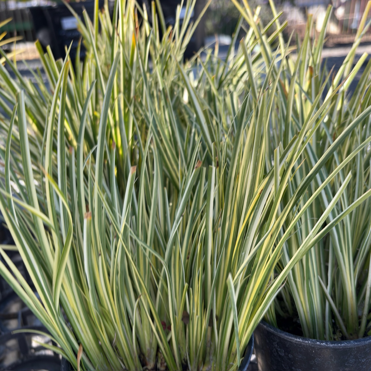 Potted Golden Variegated Sweet Flag (Acorus gramineus 'Ogon') with green and yellow striped leaves in a garden setting