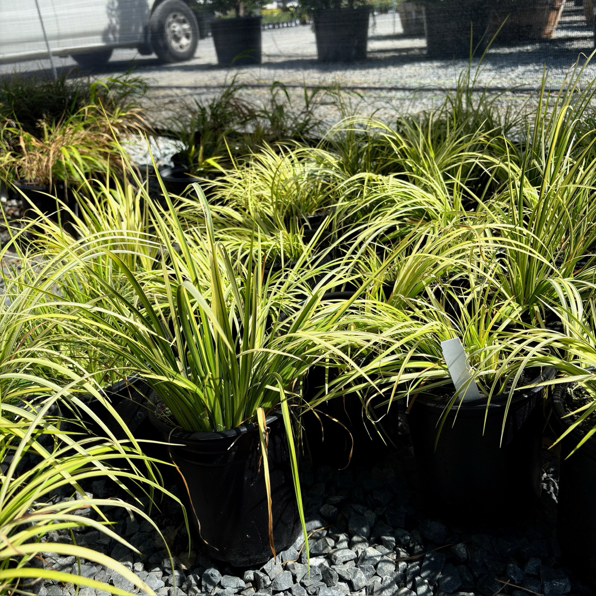 Potted Golden Variegated Sweet Flag (Acorus gramineus 'Ogon') with yellow-green leaves on a gravel surface