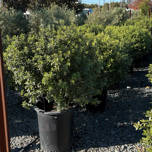 Golf Ball Kohuhu | Round Compact Evergreen Shrub – Victory Nursery
