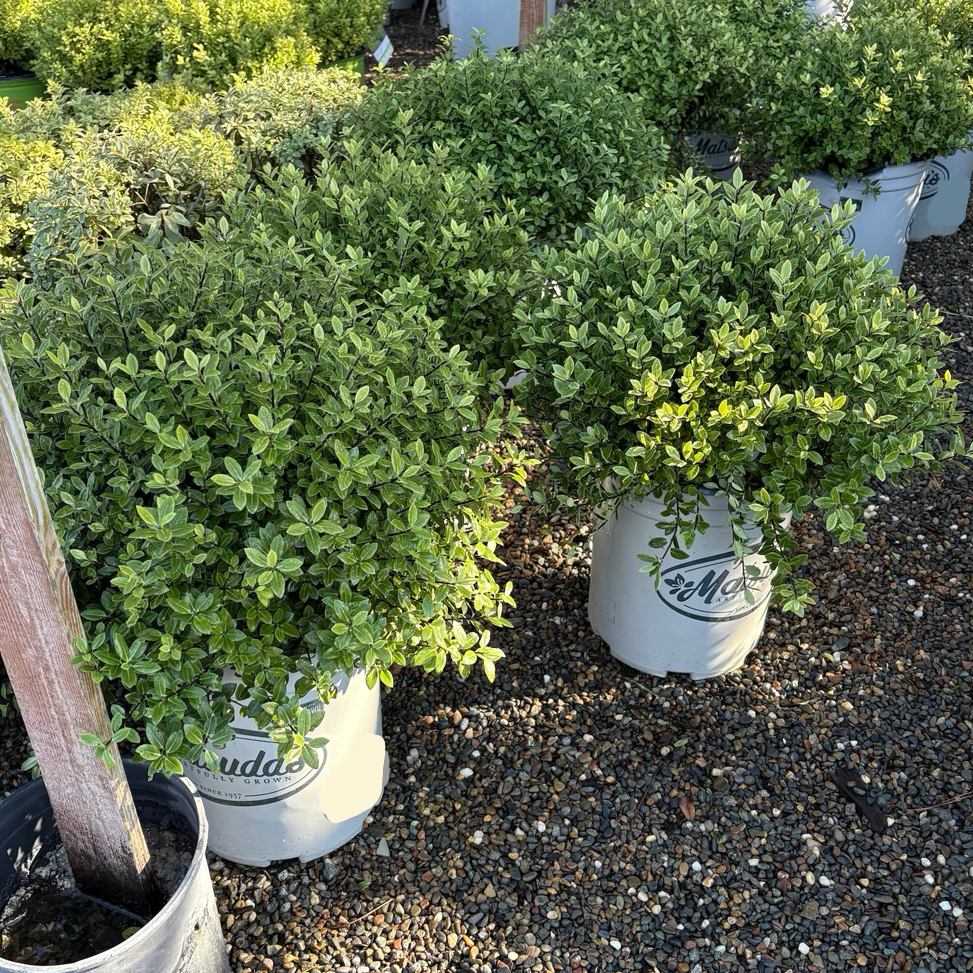 Golf Ball Kohuhu | Round Compact Evergreen Shrub – Victory Nursery