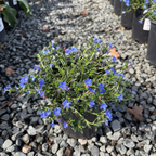 Grace Ward Lithodora 2