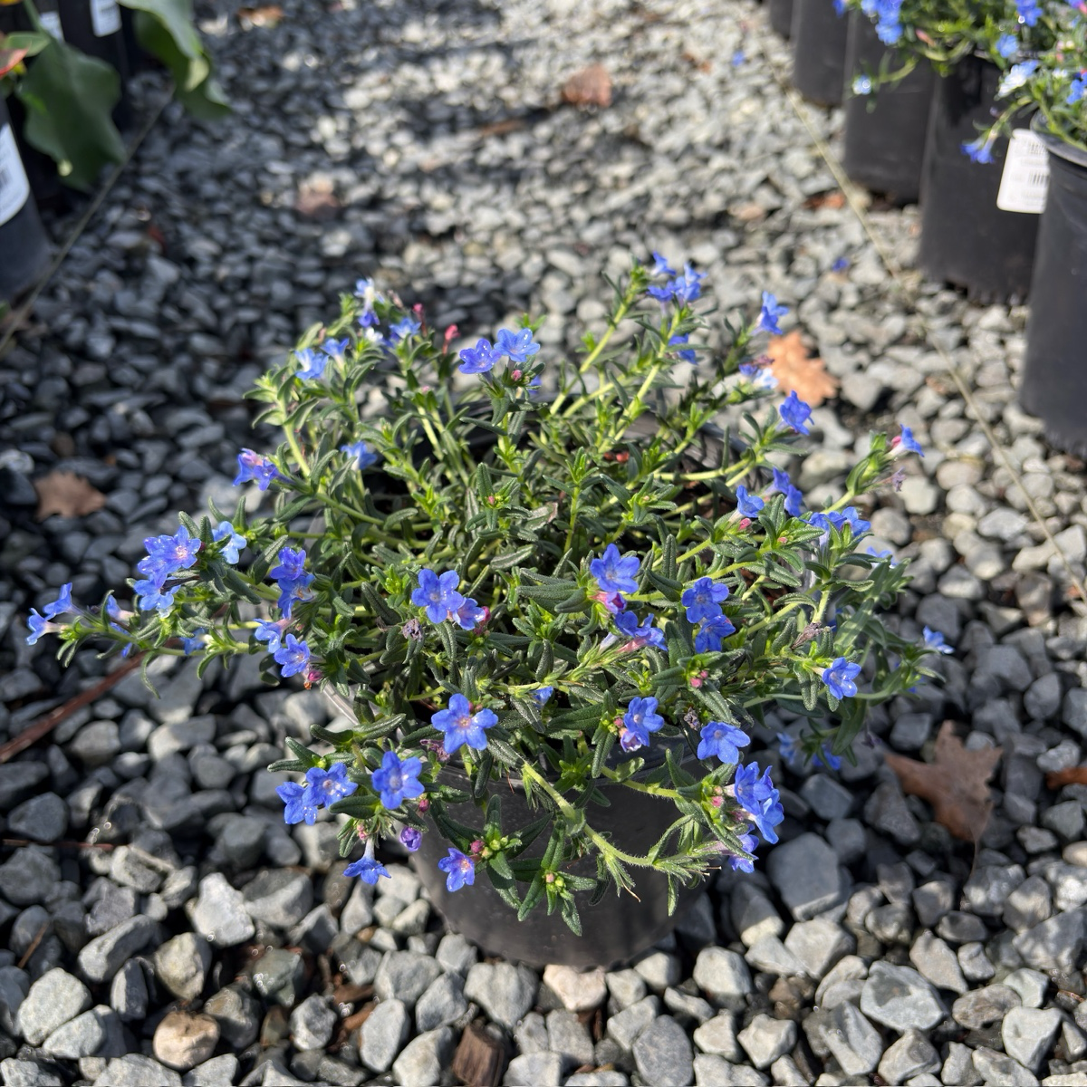 Grace Ward Lithodora 2