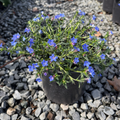 Grace Ward Lithodora