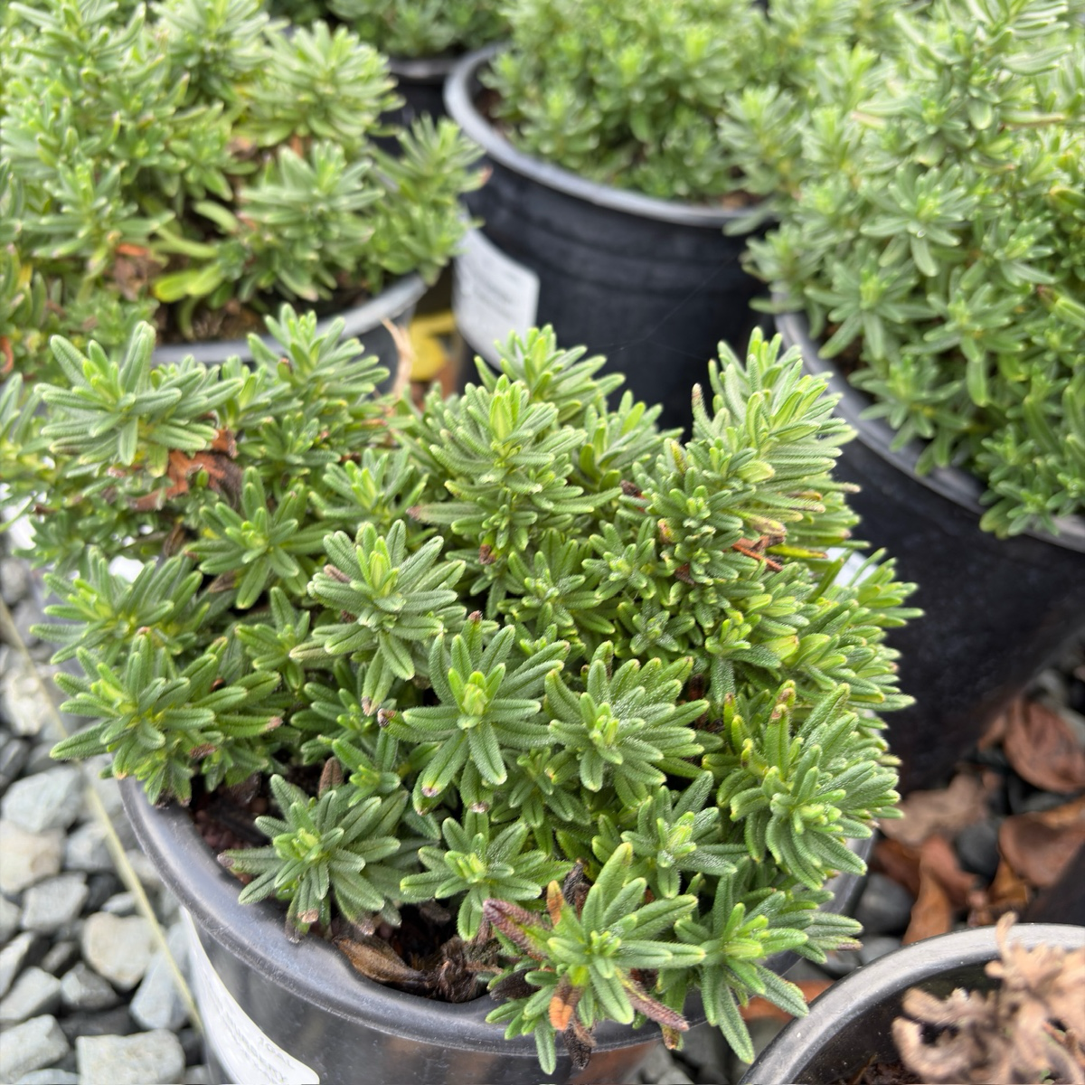 Grace Ward Lithodora
