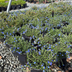 Grace Ward Lithodora