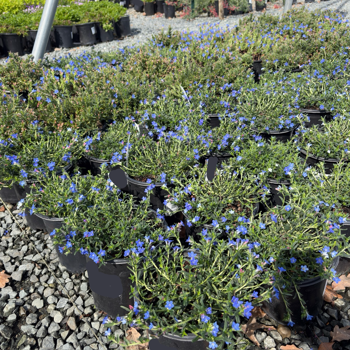 Grace Ward Lithodora