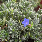 Grace Ward Lithodora