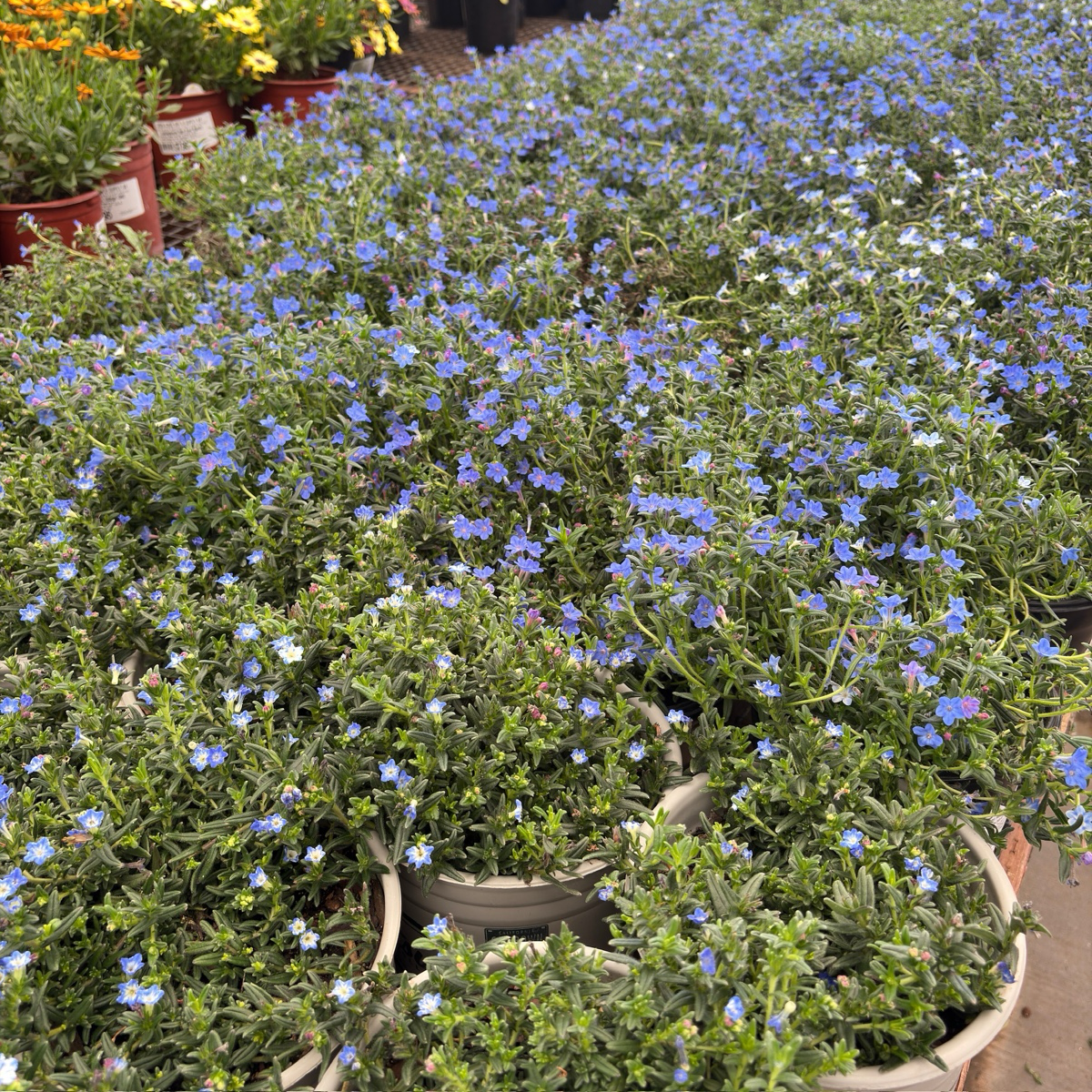 Grace Ward Lithodora