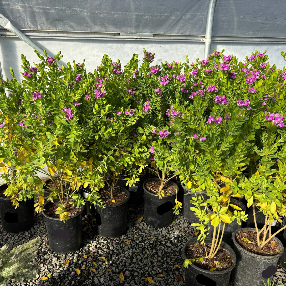 Grandiflora Sweet Pea Shrub