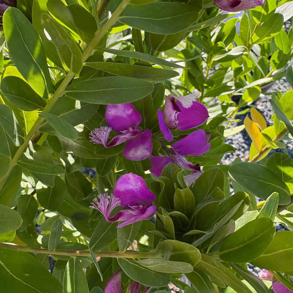 Grandiflora Sweet Pea Shrub