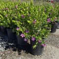 Grandiflora Sweet Pea Shrub