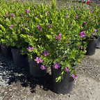 Grandiflora Sweet Pea Shrub