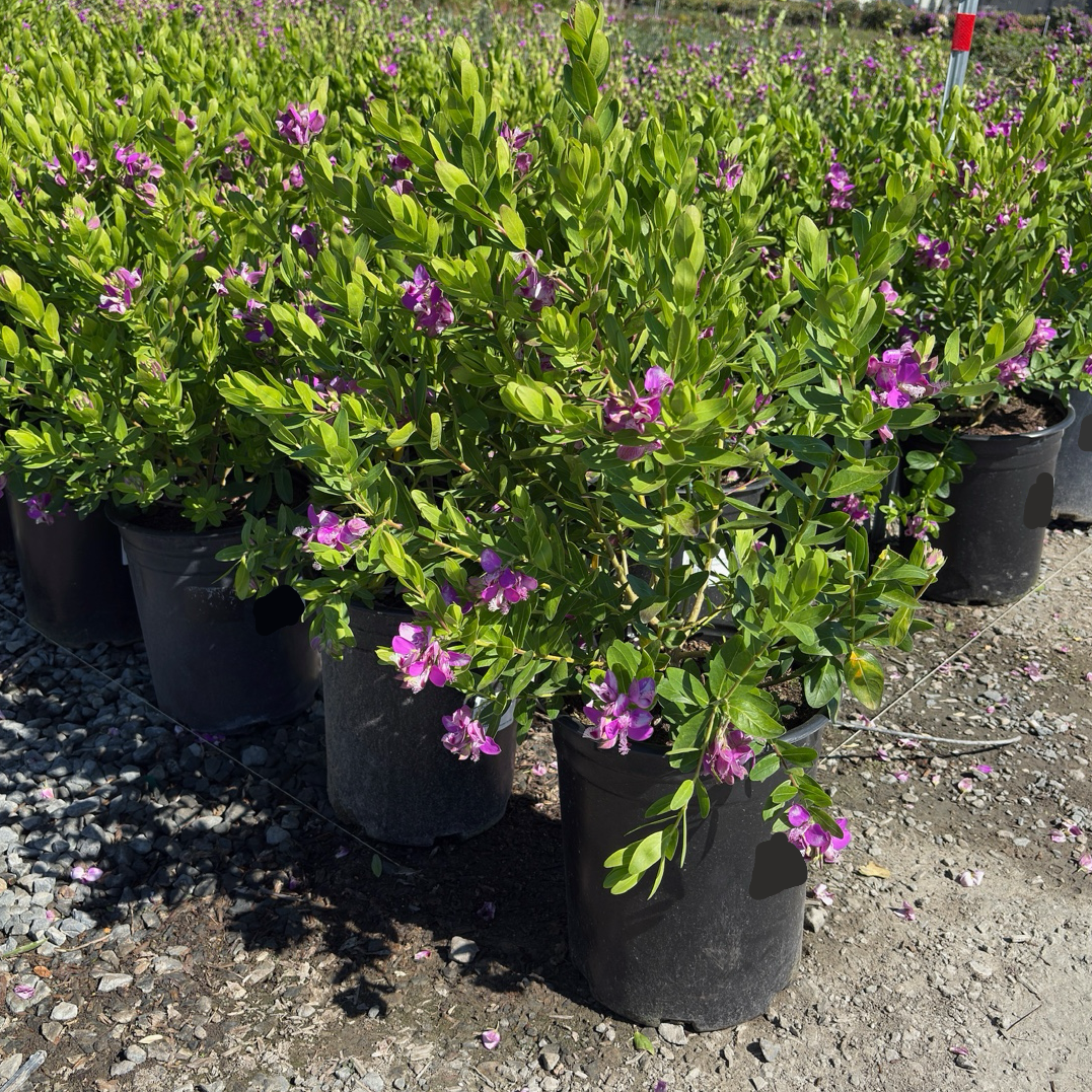 Grandiflora Sweet Pea Shrub