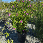Grandiflora Sweet Pea Shrub