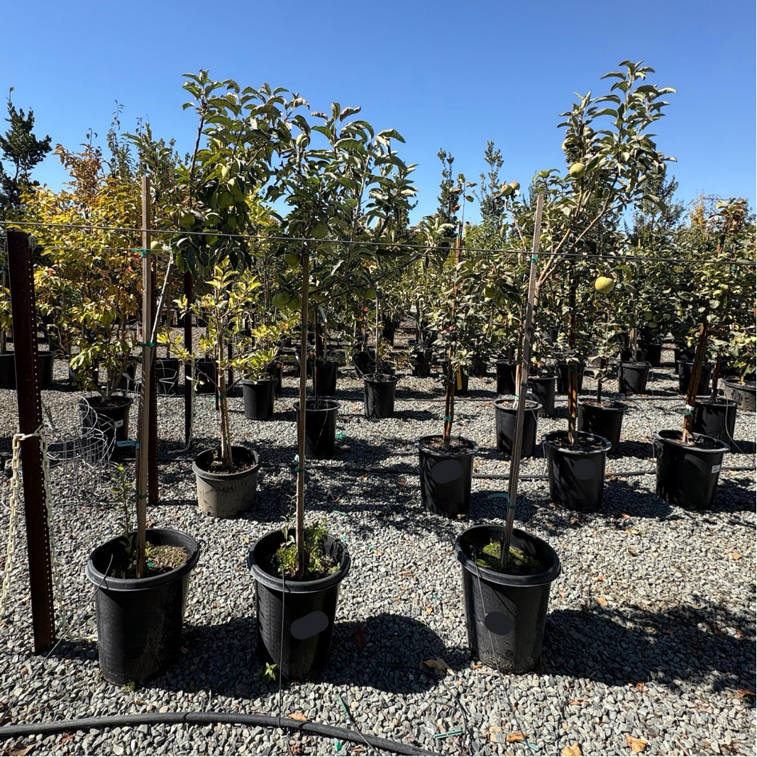 Granny Smith Apple Tree