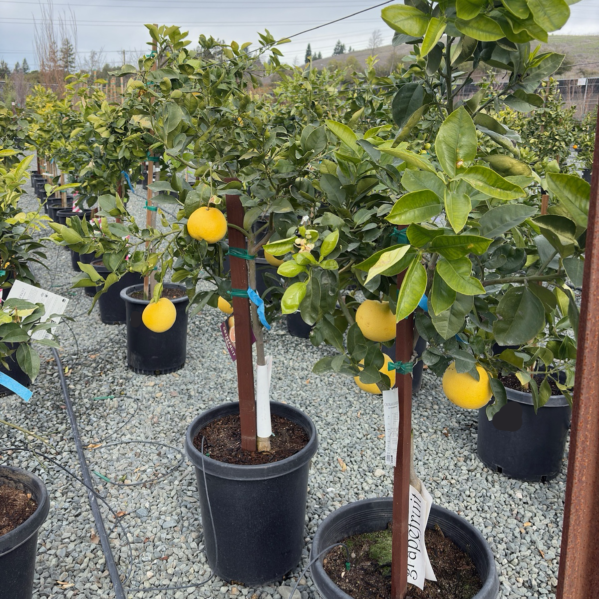 grapefruit plant in pot Oro Blanco Grapefruit Tree