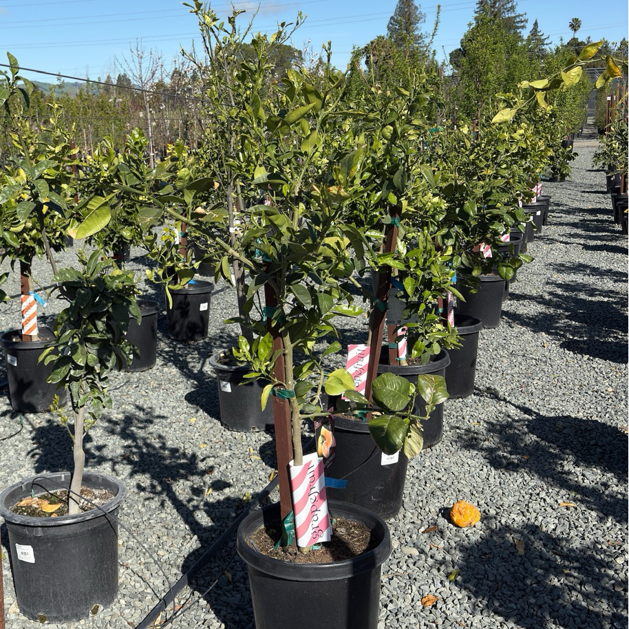 Grapefruit 'Oro Blanco'