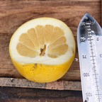 Grapefruit 'Oro Blanco'