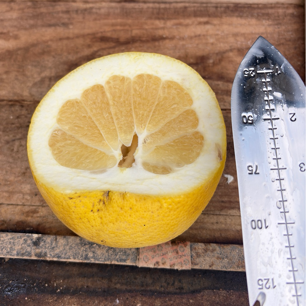 Grapefruit 'Oro Blanco'